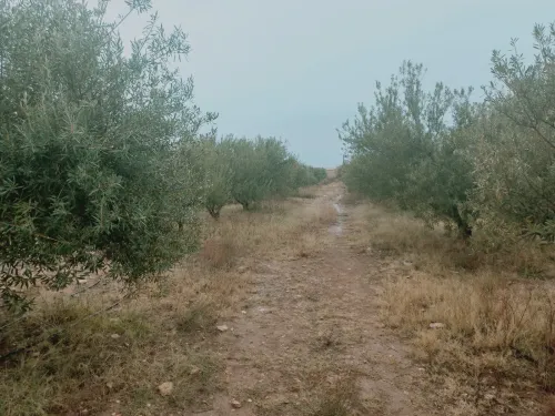Vente Terrain Agricole Djelfa Benhar