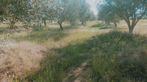 Vente Terrain Agricole Djelfa Ain oussara