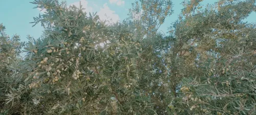 Vente Terrain Agricole Djelfa Zaafrane