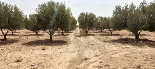 Vente Terrain Agricole Djelfa Ain oussara