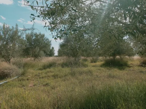 Vente Terrain Agricole Djelfa Djelfa