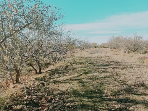 Vente Terrain Agricole Djelfa Djelfa