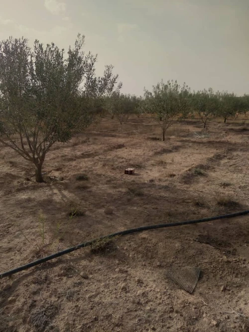 Vente Terrain Agricole Djelfa Charef