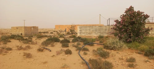 Vente Terrain Agricole Laghouat Ksar el hirane