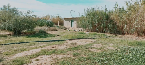 Vente Terrain Agricole Djelfa Birine