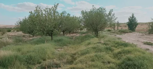 Vente Terrain Agricole Djelfa Djelfa