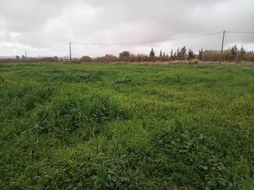 Vente Terrain Agricole Djelfa Djelfa