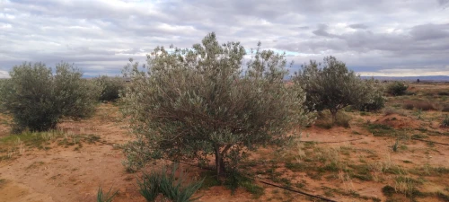 Vente Terrain Agricole Djelfa Ain oussara