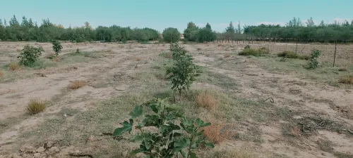 Vente Terrain Agricole Djelfa Zaafrane