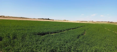 Vente Terrain Agricole Djelfa Djelfa