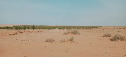 Vente Terrain Agricole Djelfa Ain oussara