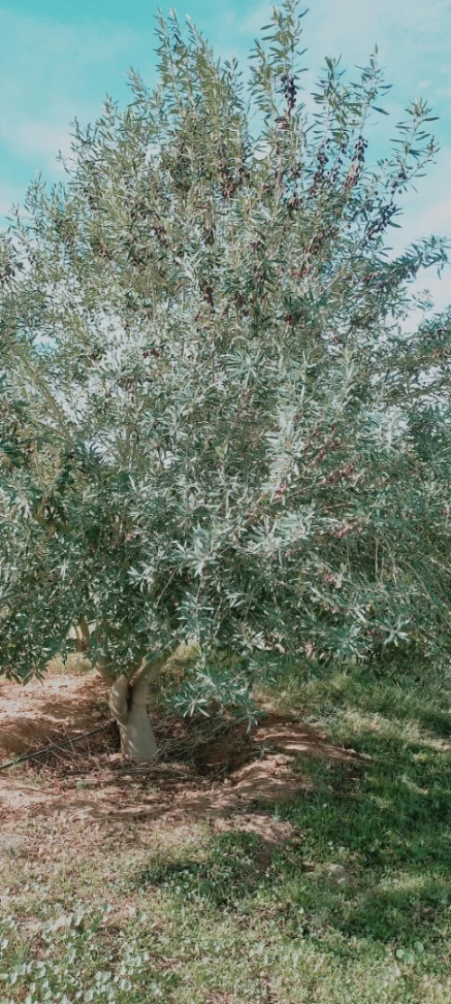 Vente Terrain Agricole Djelfa Birine