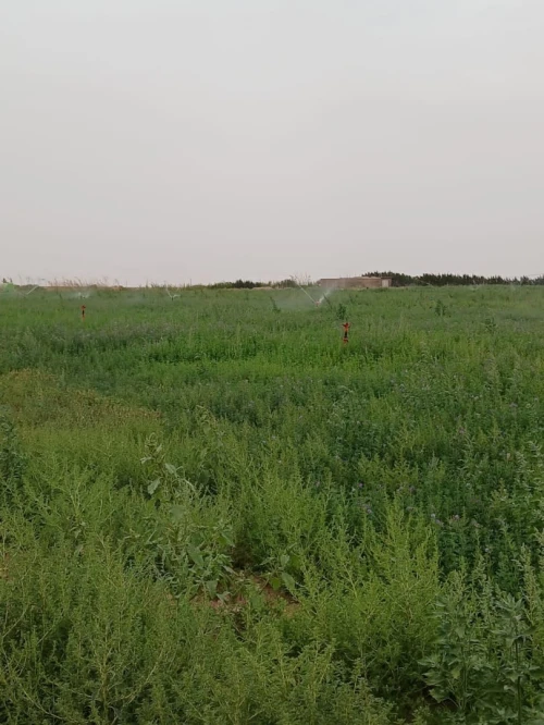 Vente Terrain Agricole Djelfa Birine