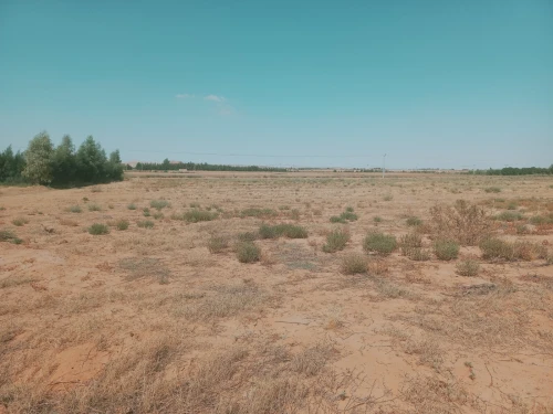 Vente Terrain Agricole Djelfa Birine