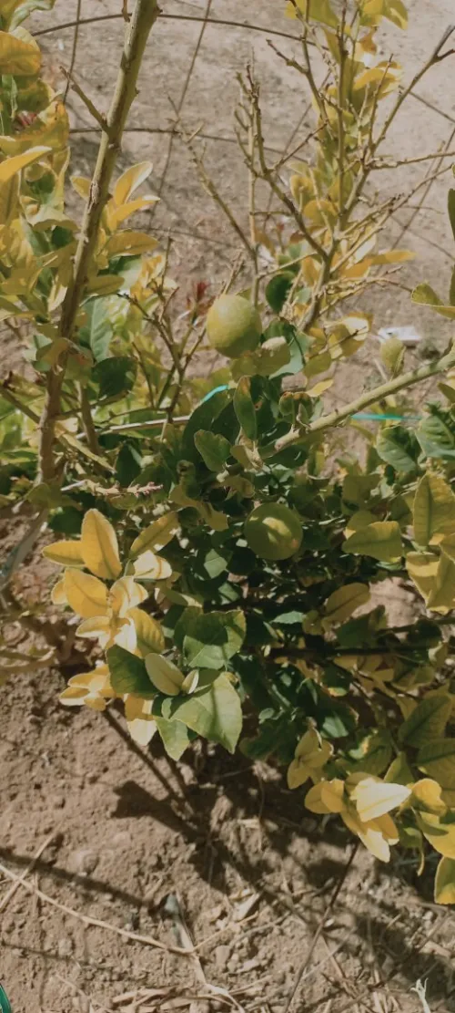 Vente Terrain Agricole Djelfa Zaafrane