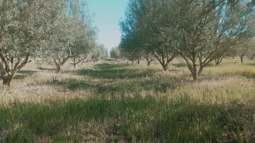 Vente Terrain Agricole Djelfa Ain oussara