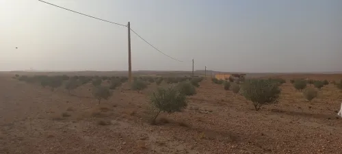 Vente Terrain Agricole Djelfa Had sahary