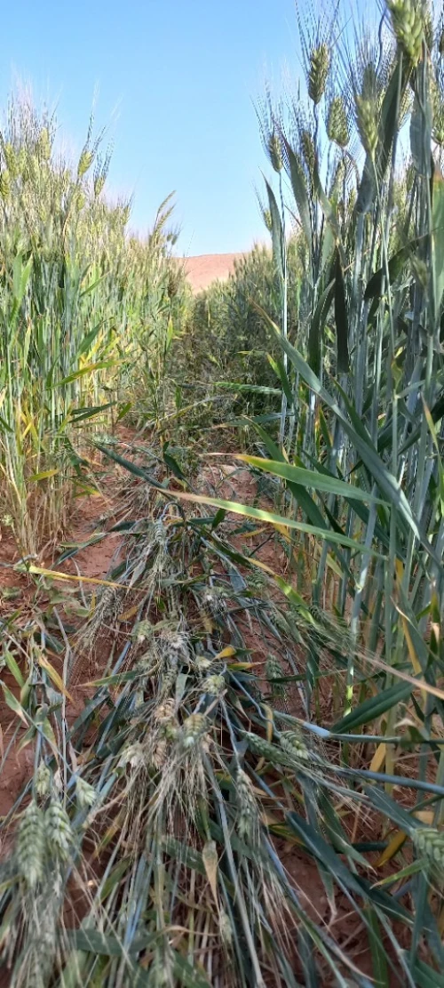 Vente Terrain Agricole Djelfa Djelfa