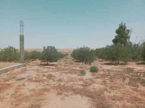 Vente Terrain Agricole Djelfa Birine
