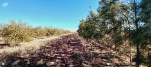 Vente Terrain Agricole Djelfa Ain oussara