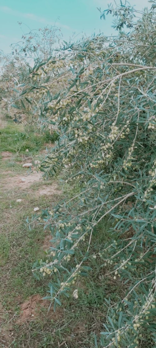 Vente Terrain Agricole Djelfa Birine