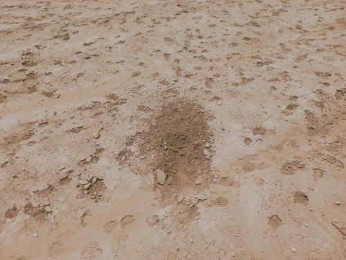 Vente Terrain Agricole Djelfa Djelfa