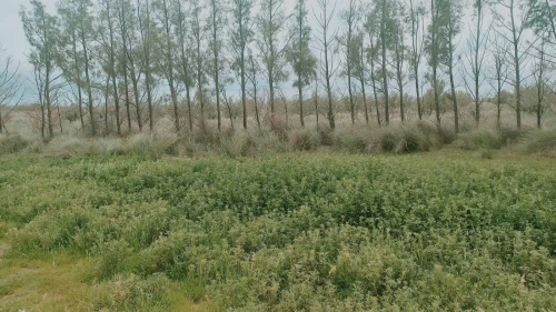 Vente Terrain Agricole Djelfa Ain oussara