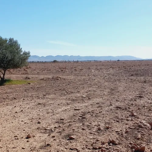 Vente Terrain Agricole Djelfa Ain oussara