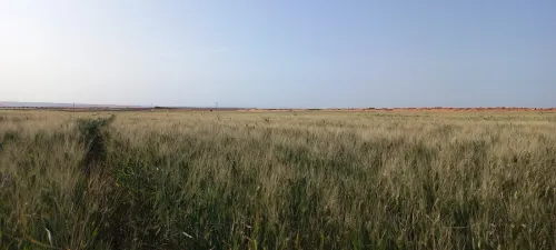 Vente Terrain Agricole Djelfa Djelfa