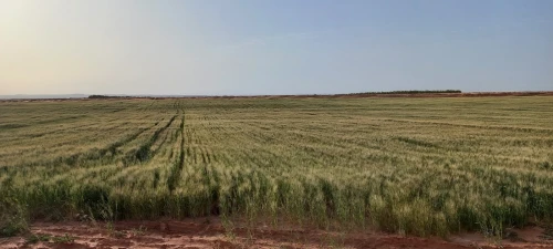 Vente Terrain Agricole Djelfa Djelfa