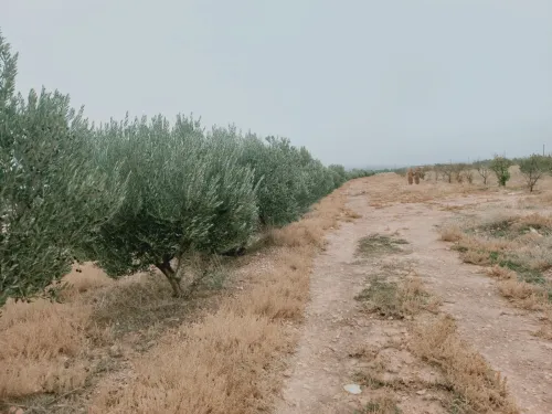 Vente Terrain Agricole Djelfa Djelfa