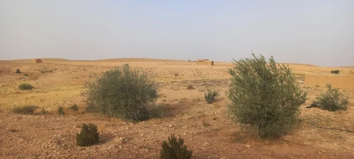 Vente Terrain Agricole Djelfa Had sahary