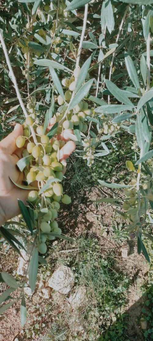 Vente Terrain Agricole Djelfa Birine
