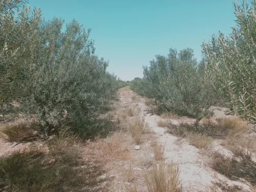 Vente Terrain Agricole Djelfa Charef