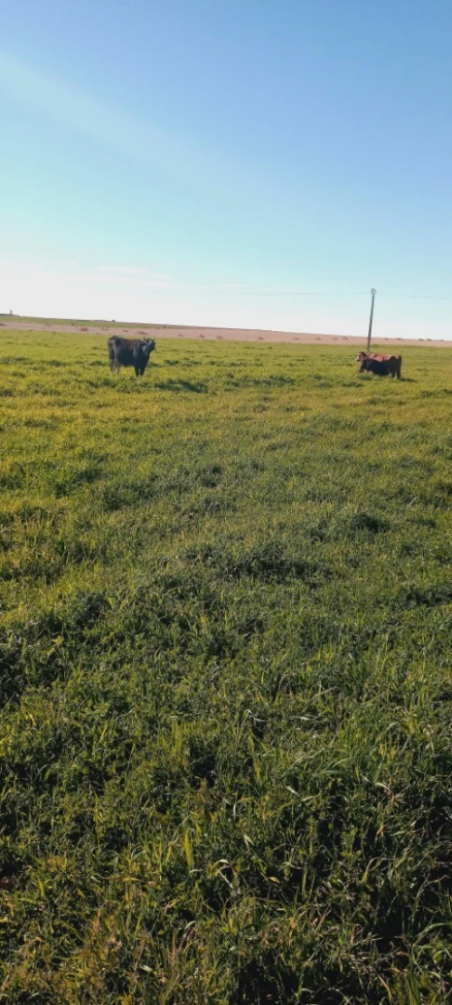 Vente Terrain Agricole Djelfa Ain oussara