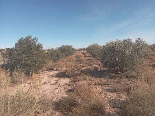 Vente Terrain Agricole Djelfa Djelfa