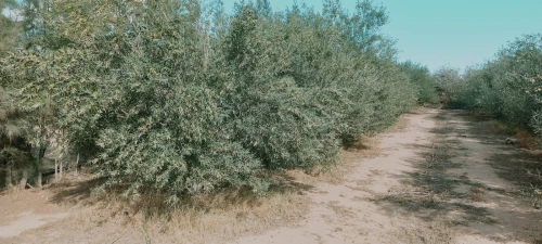 Vente Terrain Agricole Djelfa Zaafrane