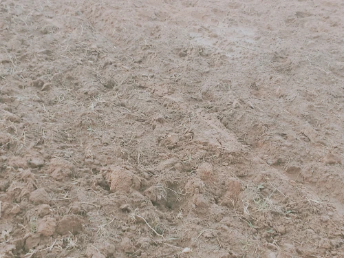 Vente Terrain Agricole Djelfa Benhar