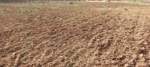 Vente Terrain Agricole Djelfa Zaafrane