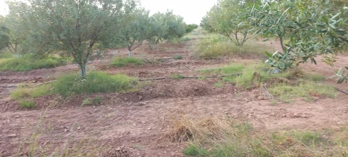 Vente Terrain Agricole Djelfa Bouira lahdab