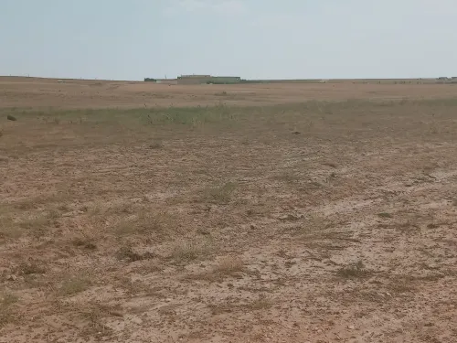 Vente Terrain Agricole Djelfa Djelfa