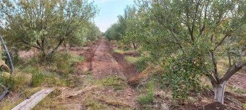 Vente Terrain Agricole Djelfa Had sahary