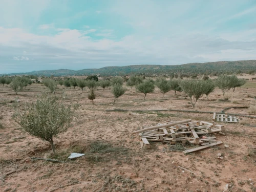 Vente Terrain Agricole Djelfa Djelfa