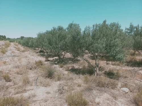 Vente Terrain Agricole Djelfa Charef