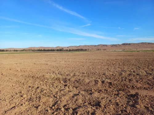 Vente Terrain Agricole Djelfa Djelfa