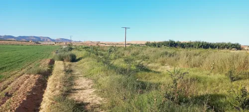 Vente Terrain Agricole Djelfa Djelfa