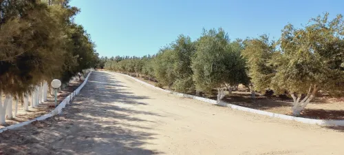 Vente Terrain Agricole Djelfa Djelfa