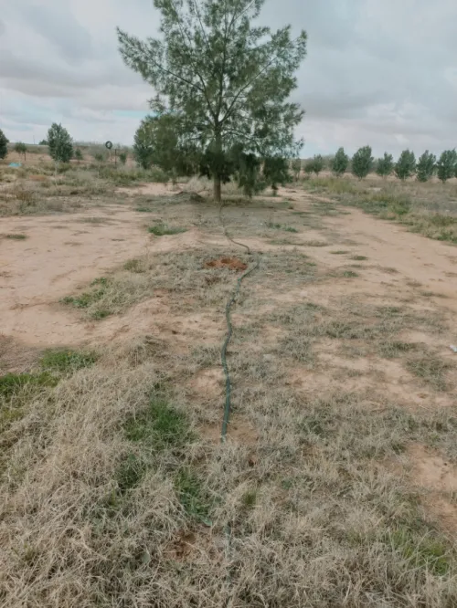 Vente Terrain Agricole Djelfa Ain oussara