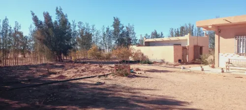 Vente Terrain Agricole Djelfa Djelfa