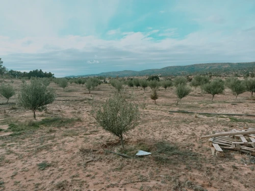 Vente Terrain Agricole Djelfa Djelfa